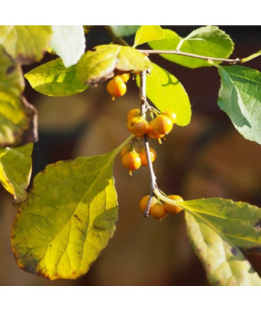 Dławisz Herkules (samčí) P9/C1