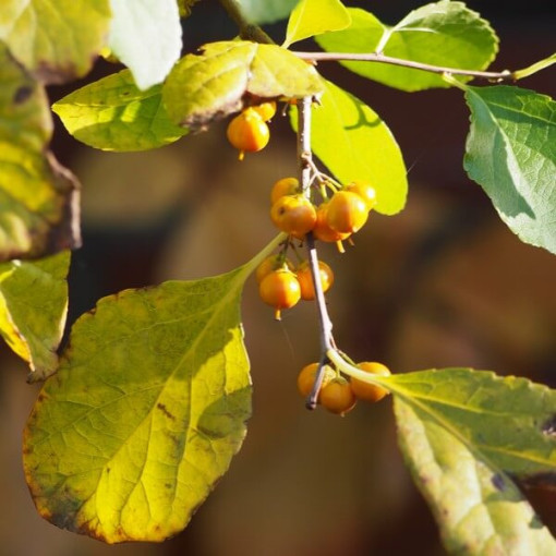 Dławisz Herkules (samčí) P9/C1