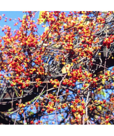 Dławisz Diana (samička) P9/C1