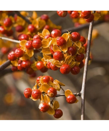 Dławisz 'Duo' (obupohlavný) P9/C1