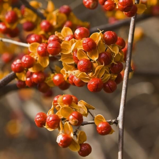 Dławisz 'Duo' (obupohlavný) P9/C1