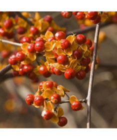 Dławisz 'Duo' (obupohlavný) P9/C1