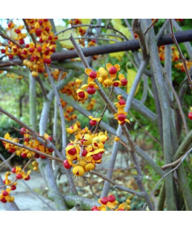 Dławisz 'Duo' (obupohlavný) P9/C1