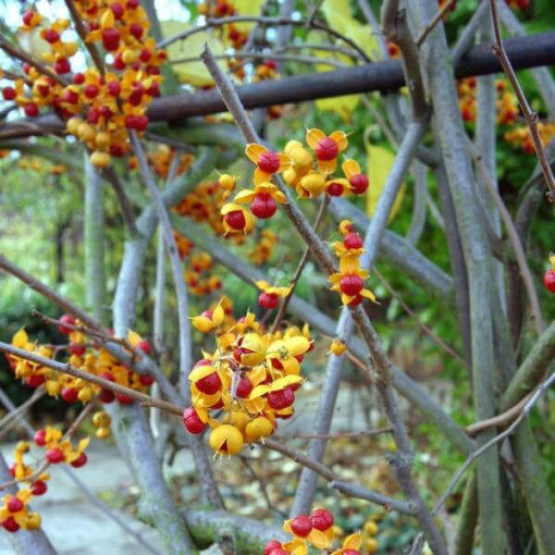 Dławisz 'Duo' (obupohlavný) P9/C1