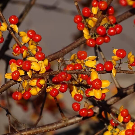 Dławisz 'Duo' (obupohlavný) P9/C1