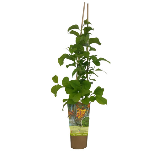 Dławisz 'Duo' (obupohlavný) P9/C1