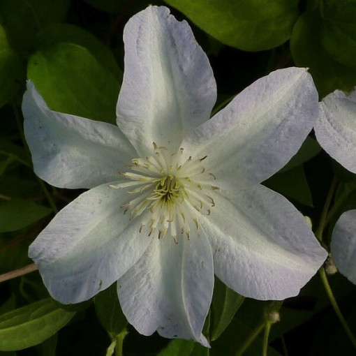 Clematis Yukikomachi (velkokvětá) P9/C1