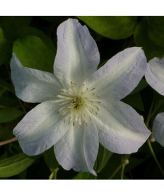 Clematis Yukikomachi (velkokvětá) P9/C1