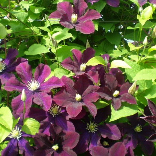 Clematis Warszawska Nike (velkokvětá) P9/C1