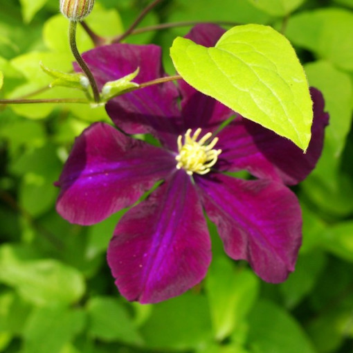 Clematis Warszawska Nike (velkokvětá) P9/C1