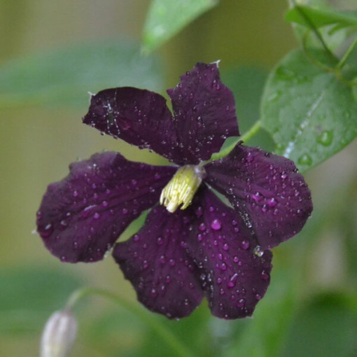 Clematis Warszawska Nike (velkokvětá) P9/C1