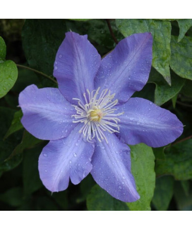 Clematis Vyvyan Pennell (velkokvětá) P9/C1