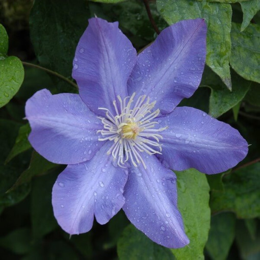 Clematis Vyvyan Pennell (velkokvětá) P9/C1