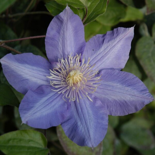 Clematis Vyvyan Pennell (velkokvětá) P9/C1