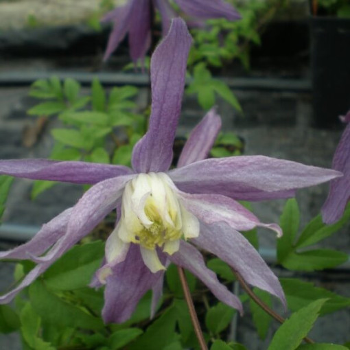 Clematis botanický 'Violet Pink' (plný) P9/C1