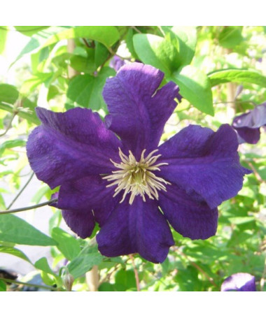 Clematis Viola (velkokvětá) P9/C1