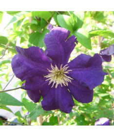 Clematis Viola (velkokvětá) P9/C1