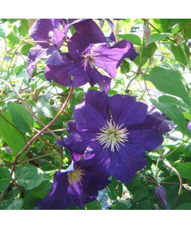 Clematis Viola (velkokvětá) P9/C1