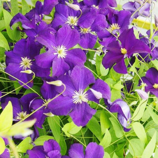 Clematis Viola (velkokvětá) P9/C1