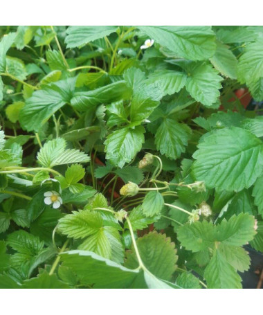 Jahoda MIX červená-žlutá květináč, 4L