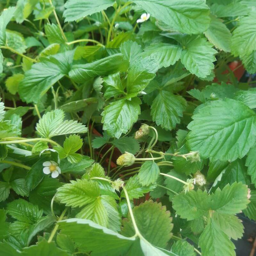 Jahoda MIX červená-žlutá květináč, 4L