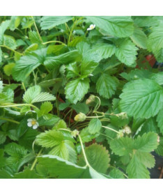 Jahoda MIX červená-žlutá květináč, 4L