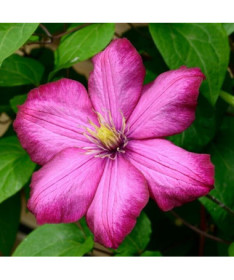 Clematis Ville de Lyon P9/C1