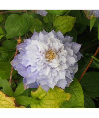 Clematis Veronica's Choice (velkokvětá, plná) P9/C1