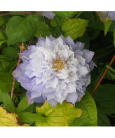 Clematis Veronica's Choice (velkokvětá, plná) P9/C1