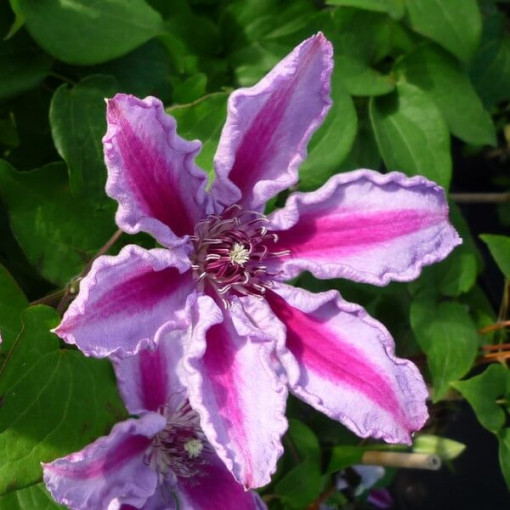 Clematis Tudor (velkokvětá) P9/C1