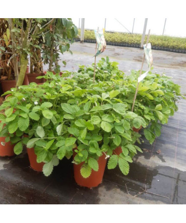 Jahoda MIX červená-žlutá květináč, 4L