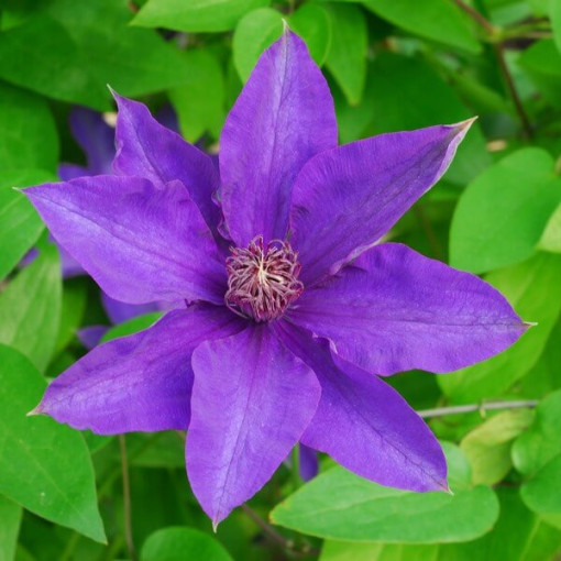 Clematis The President (velkokvětá) P9/C1