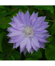 Clematis Teshio (velkokvětá, plná) P9/C1