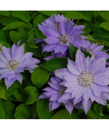Clematis Teshio (velkokvětá, plná) P9/C1