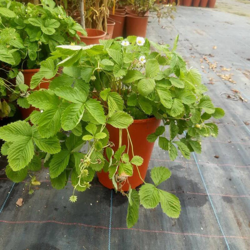 Jahoda MIX červená-žlutá květináč, 4L