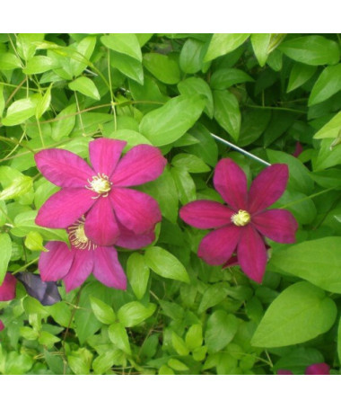 Clematis Sunset (velkokvětá) P9/C1