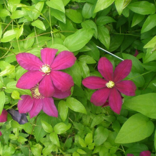 Clematis Sunset (velkokvětá) P9/C1