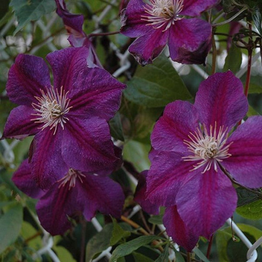 Clematis Star of India P9/C1