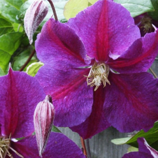 Clematis Star of India P9/C1