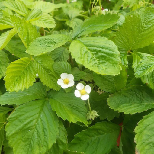 Jahoda MIX červená-žlutá květináč, 4L