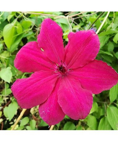 Clematis Solidarność (velkokvětá) P9/C1