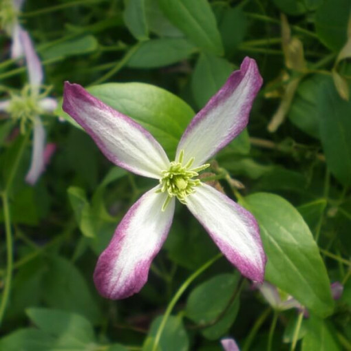 Clematis Botanický 'Rubromarginata' P9/C1