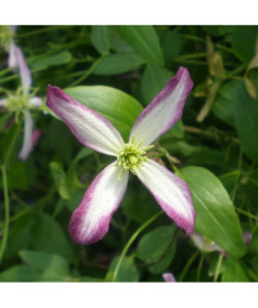 Clematis Botanický 'Rubromarginata' P9/C1