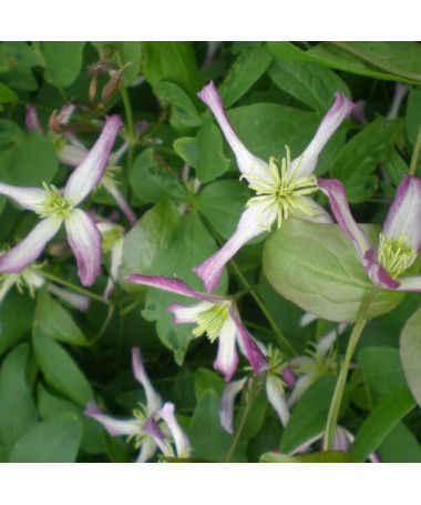 Clematis Botanický 'Rubromarginata' P9/C1
