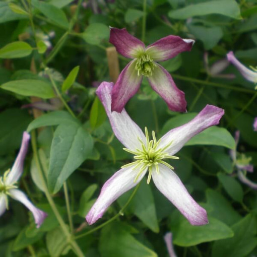 Clematis Botanický 'Rubromarginata' P9/C1