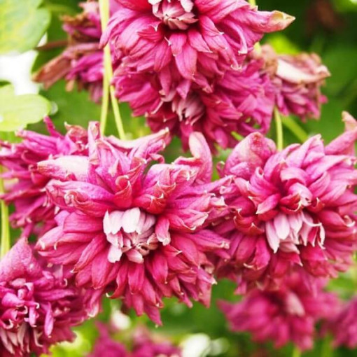 Clematis Purpurea Plena Elegans (viticella) P9/C1