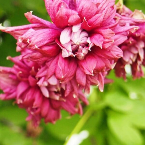 Clematis Purpurea Plena Elegans (viticella) P9/C1