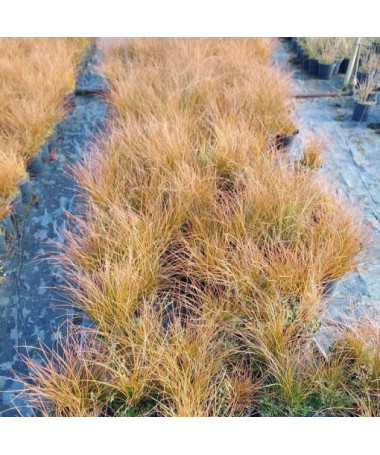 Srzinka Prairie Fire, 2L květináč