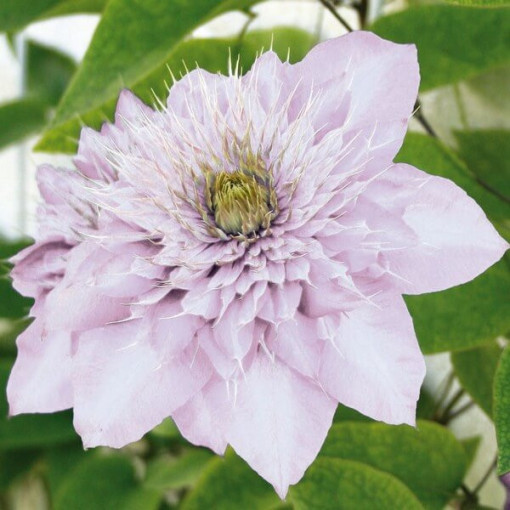 Clematis Proteus (velkokvětý, plný) PEŁNY P9/C1