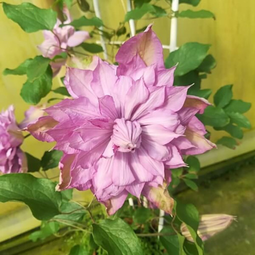 Clematis Proteus (velkokvětý, plný) PEŁNY P9/C1